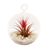 aranjament floral terariu tip minge cu tillandsia splendor roz 9x22 cm imagen 27_1_
0