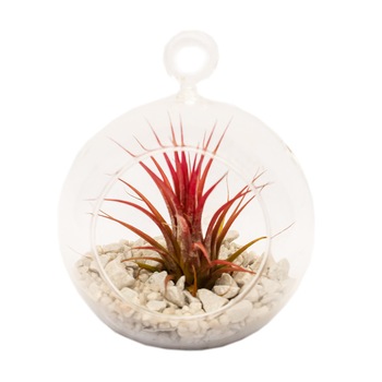 Aranjament floral terariu tip minge cu Tillandsia, Splendor, Roz, 9X22 cm Aranjament floral terariu tip minge cu Tillandsia, Splendor, Roz, 9X22 cm