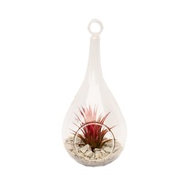 aranjament floral terariu tip lacrima cu tillandsia splendor roz 9x22 cm imagen 15_1_
0