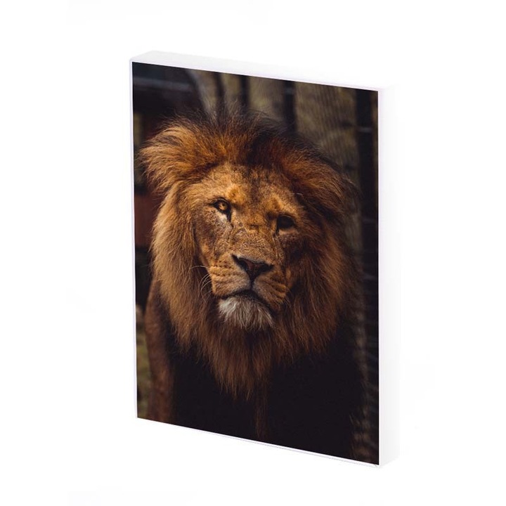 Tablou Canvas, Leu, 25x20 CM, D177A