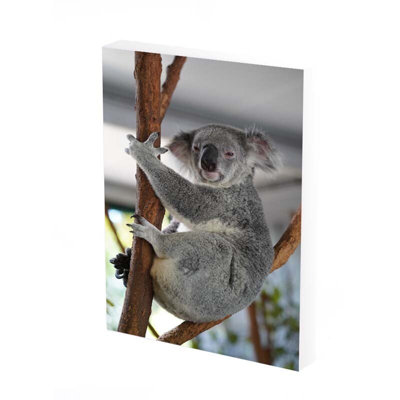Tablou Canvas, Koala, 50x30 CM, D273A