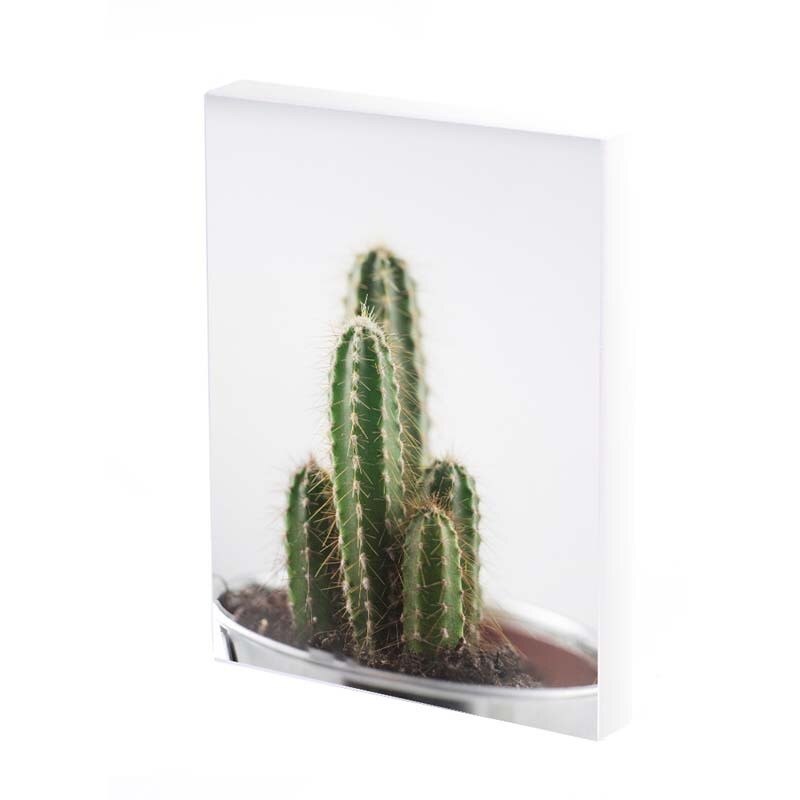 Tablou Canvas, Cactus, 35x25 CM, D283A