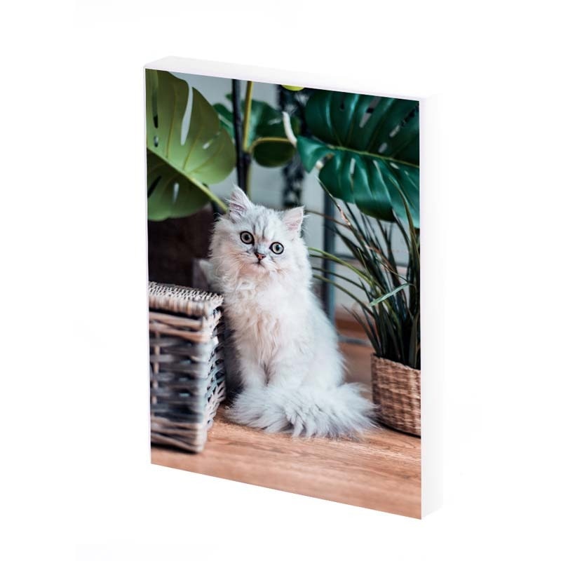 Tablou Canvas, Pisica, 50x30 CM, D251A