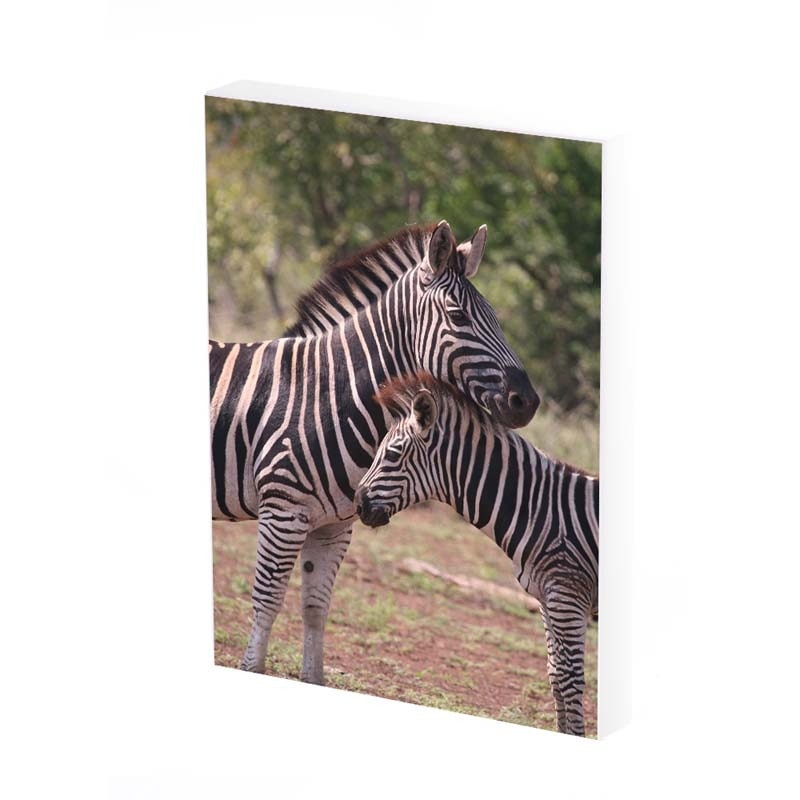 Tablou Canvas, zebra , 50x30 CM, D373A