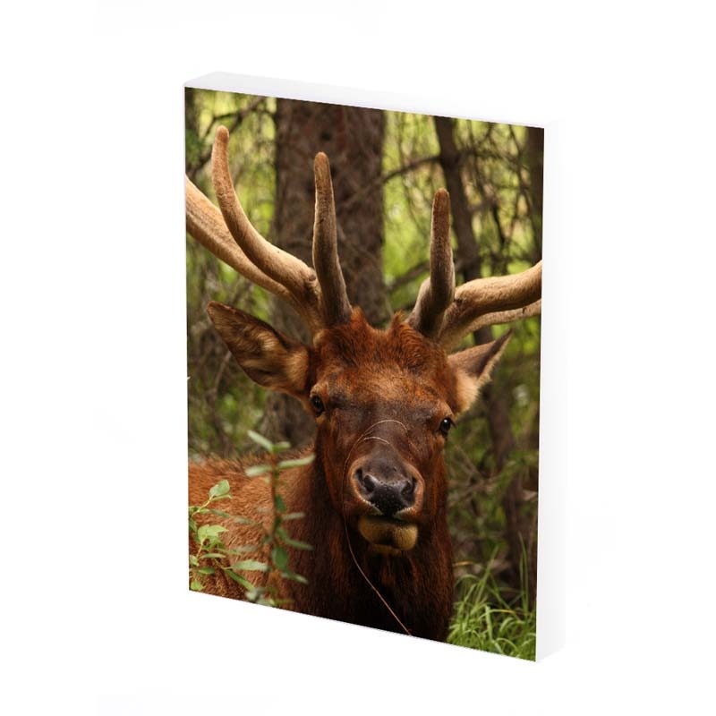 Tablou Canvas, Cerb , 50x30 CM, D359A