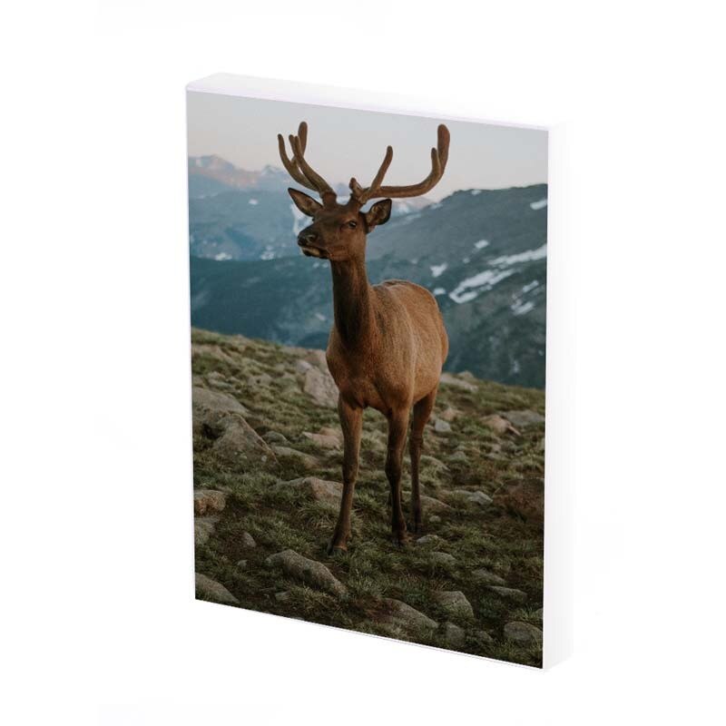 Tablou Canvas, Cerb, 50x30 CM, D355A