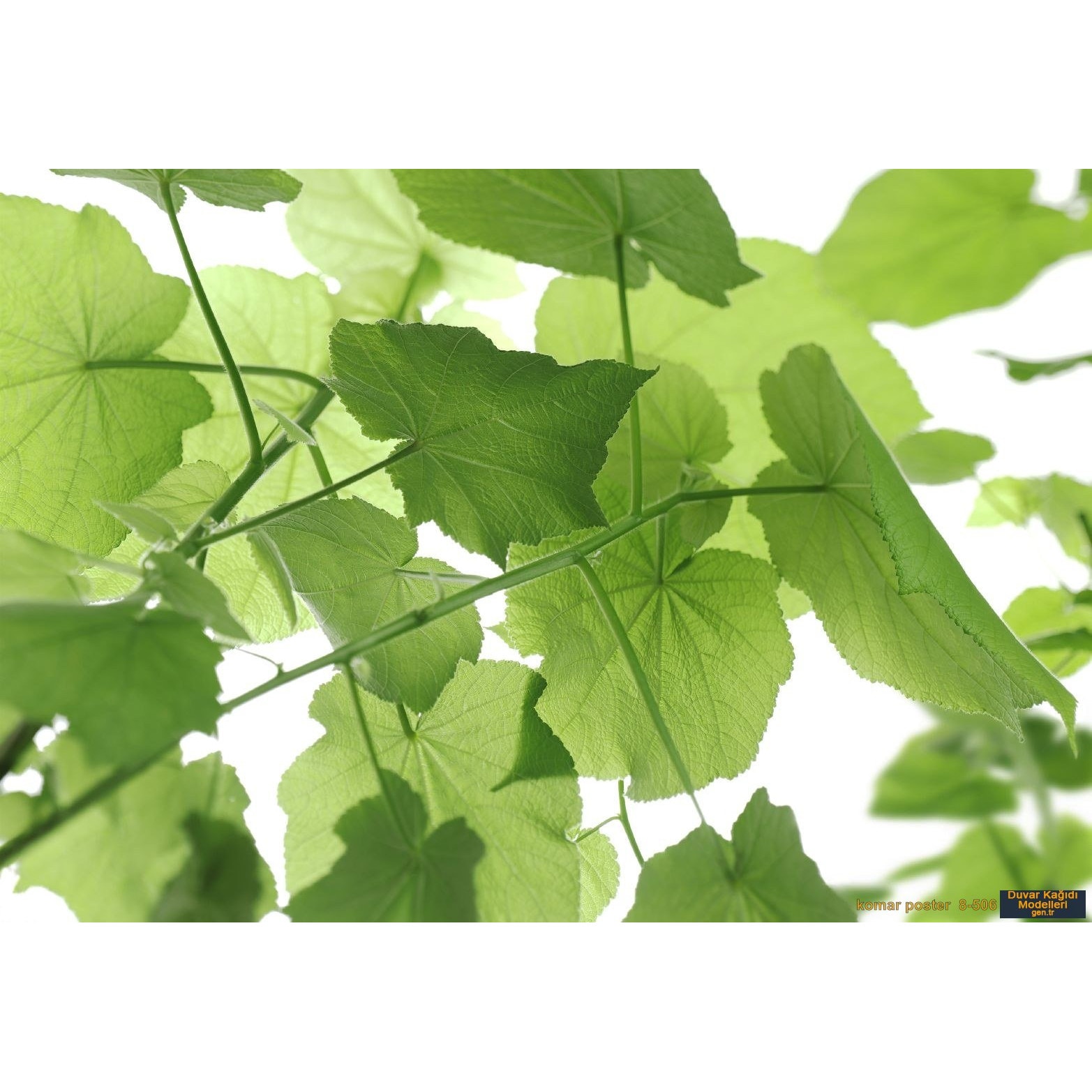 Fototapet natura Komar 8-506, Natura 368 x 254 cm