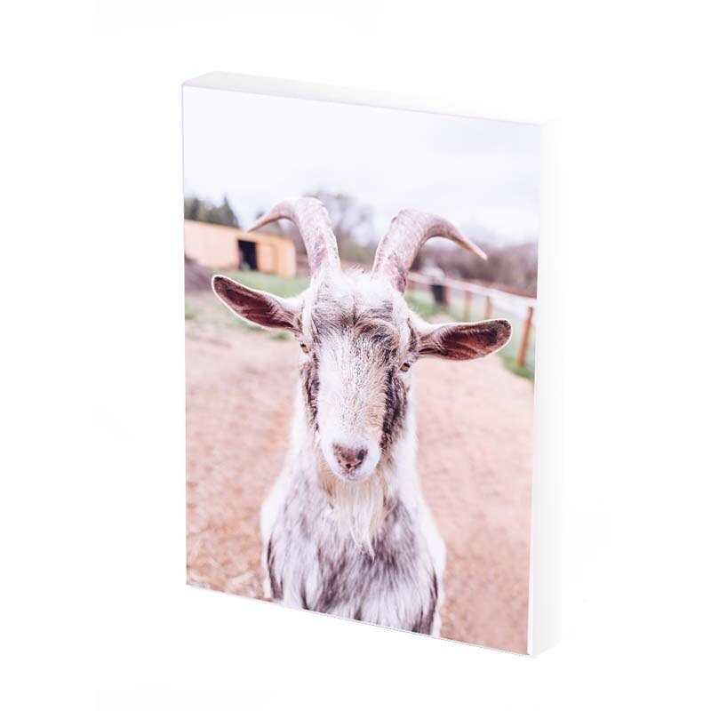 Tablou Canvas, Goat, 35x25 CM, D485A