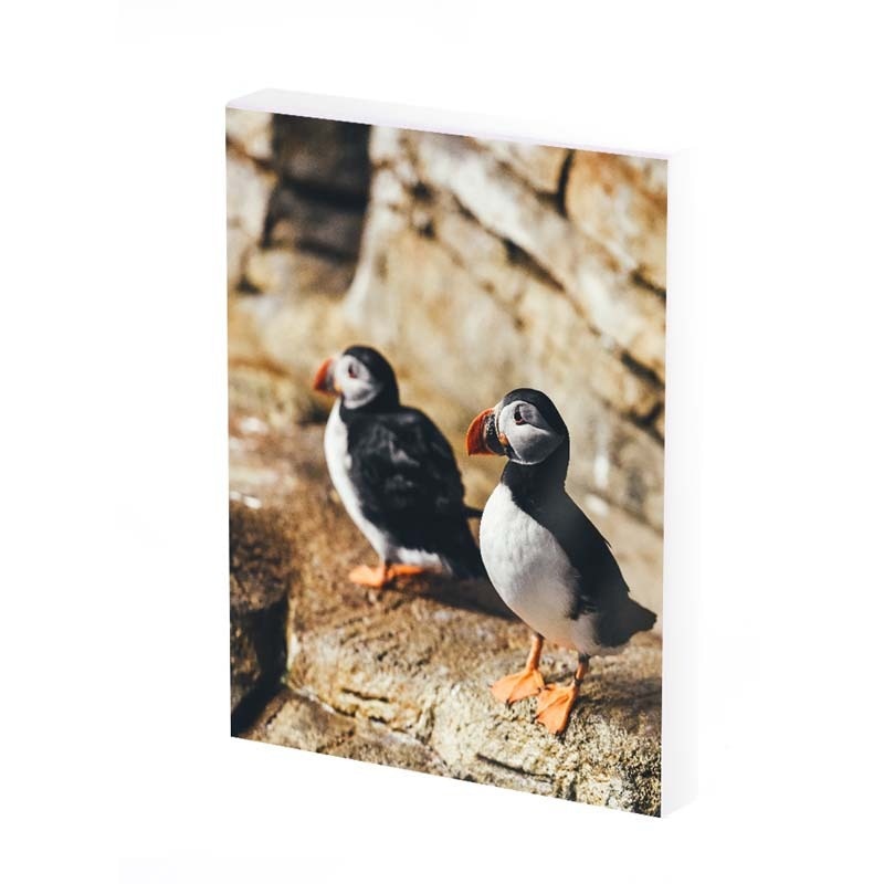 Tablou Canvas, Pinguin, 50x30 CM, D392A