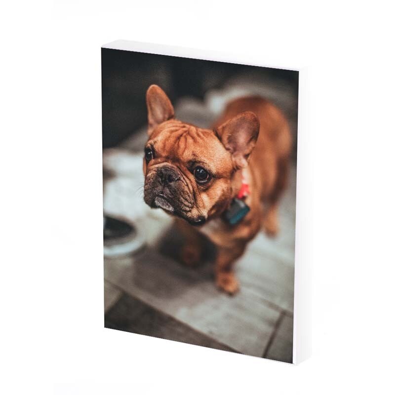 Tablou Canvas, Angry dog, 40x30 CM, D400A