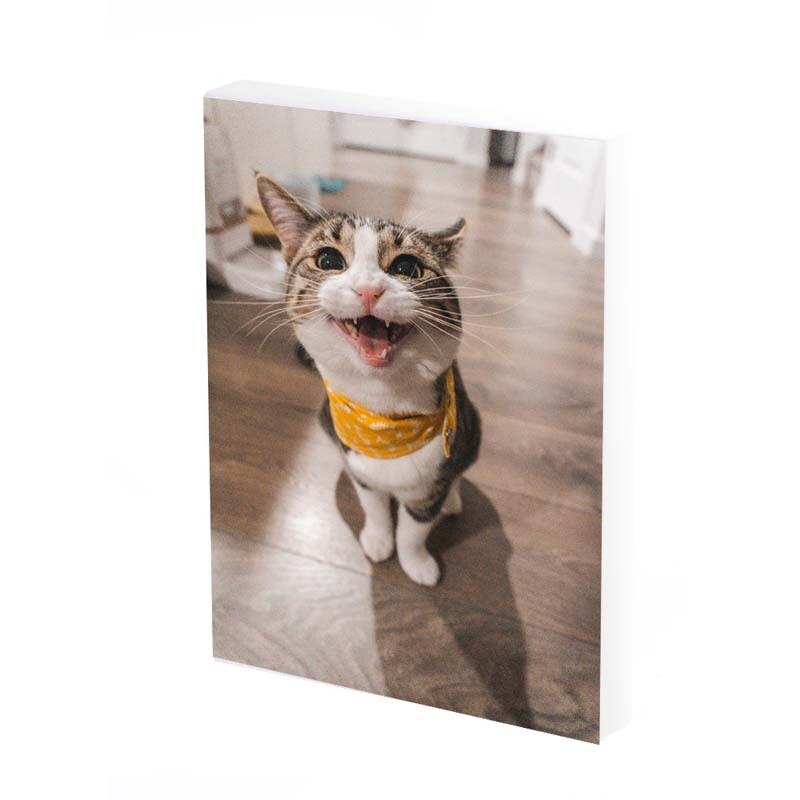 Tablou Canvas, Crazyyy Cat, 40x30 CM, D390A