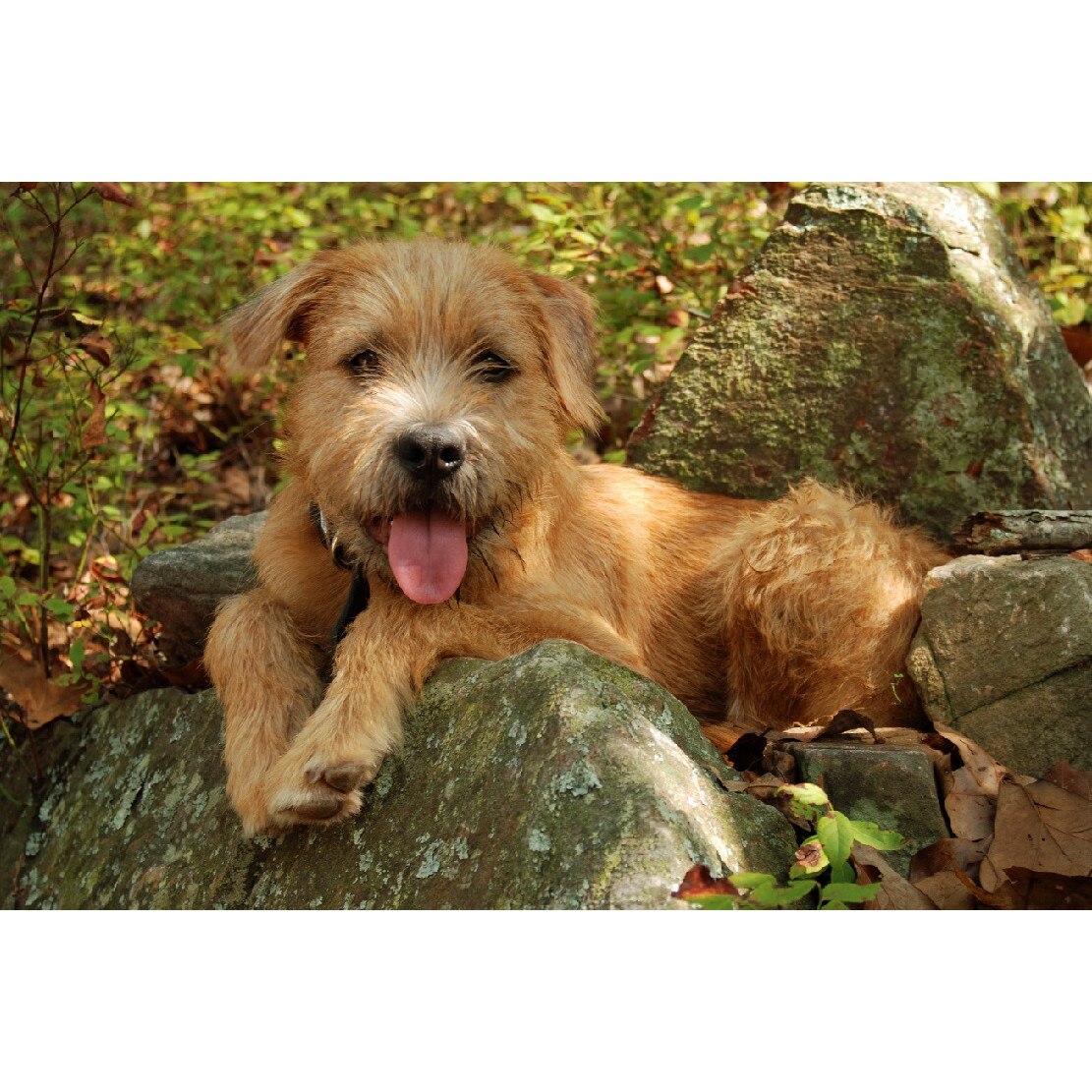 Tablou canvas Caini 2, 105 x 70 cm