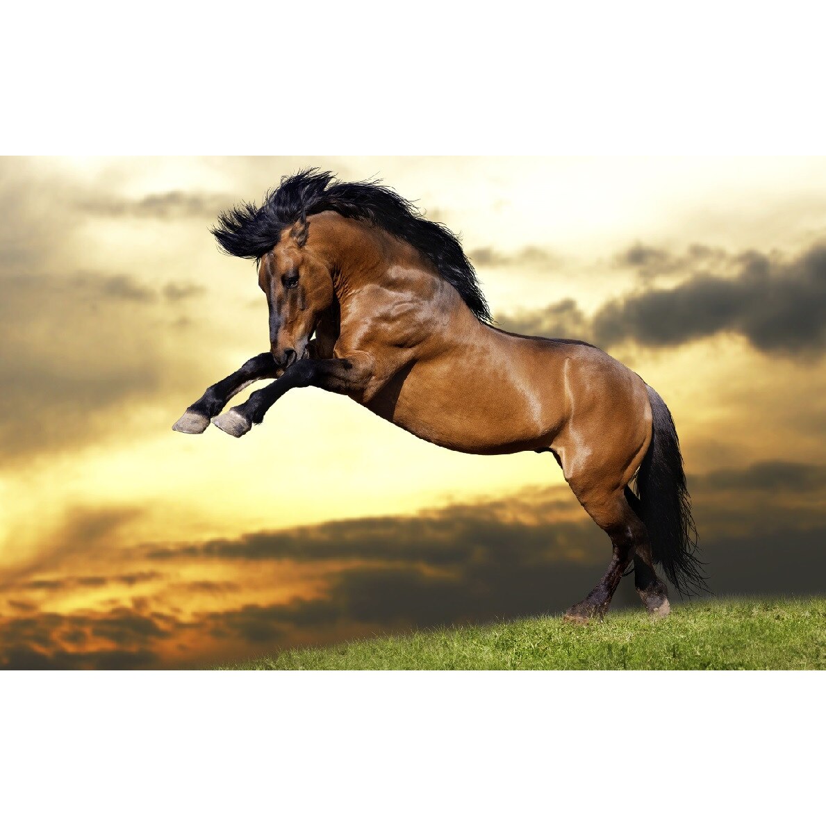 Tablou canvas Cai 4, 45 x 30 cm