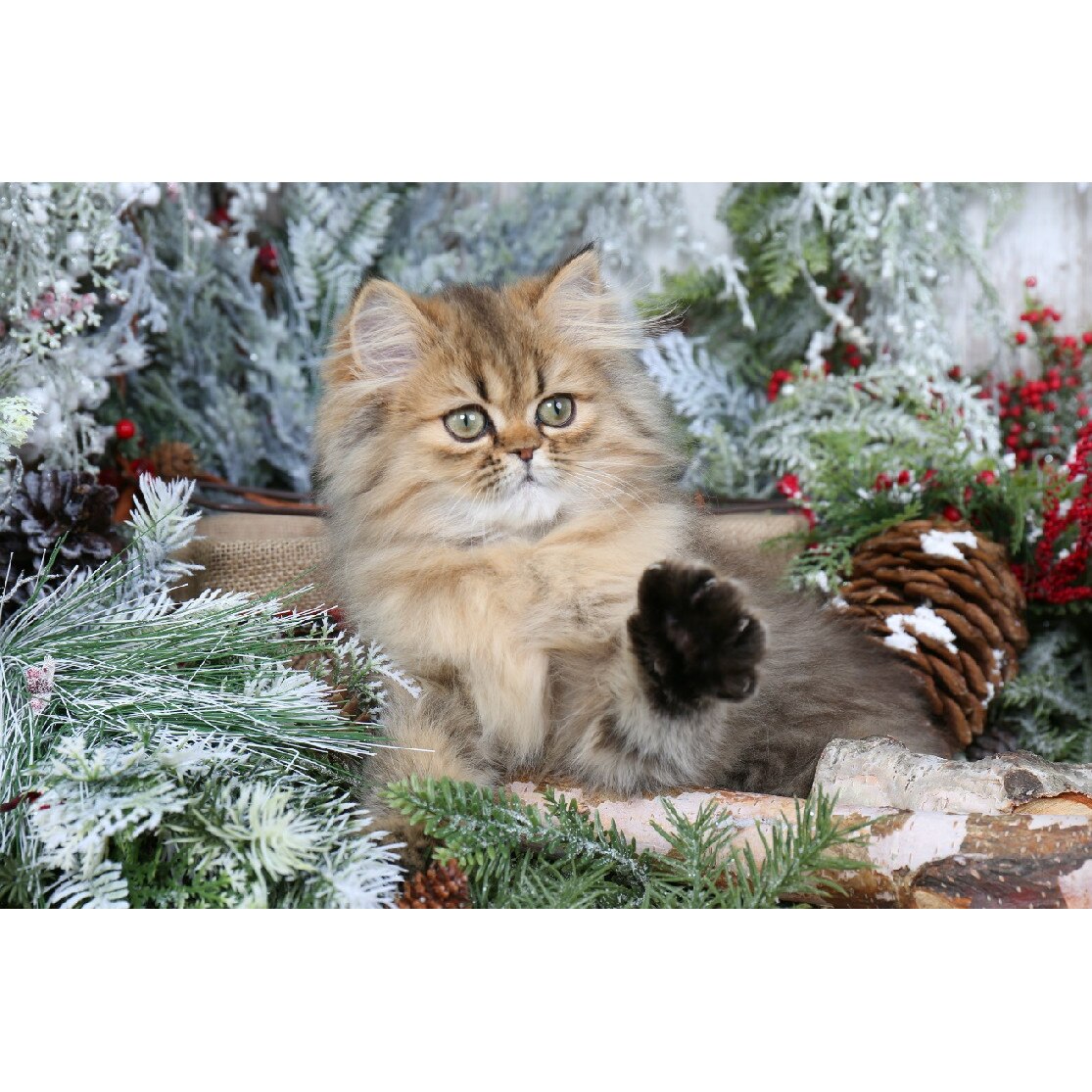 Tablou canvas Pisica 2, 105 x 70 cm