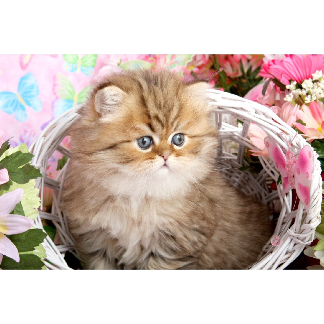 Tablou canvas Pisica 3, 105 x 70 cm