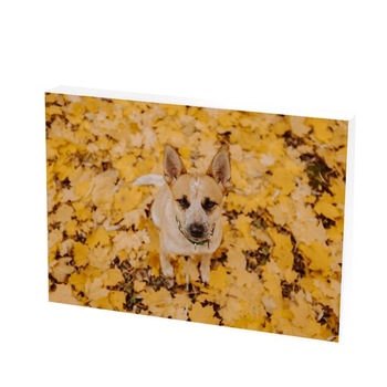 Tablou Canvas, doggy sitting, 30x50 CM, D193F Tablou Canvas, doggy sitting, 30x50 CM, D193F