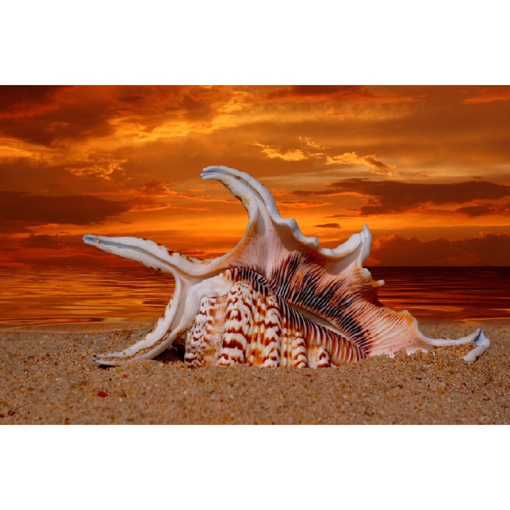 Тапет с плаж, раковина, здрач, 300 х 200 см