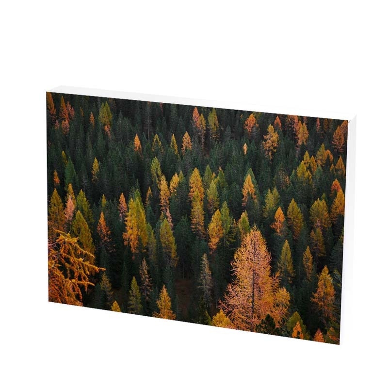 Tablou Canvas, autumn in forest, 25x35 CM, D294F