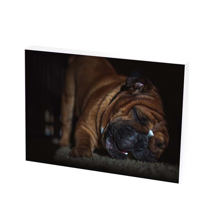 Tablou Canvas, lazy dog, 30x50 CM, D262F