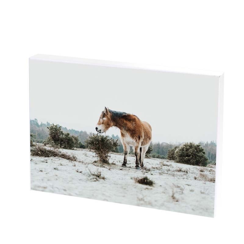 Tablou Canvas, cal, 30x50 CM, D263F