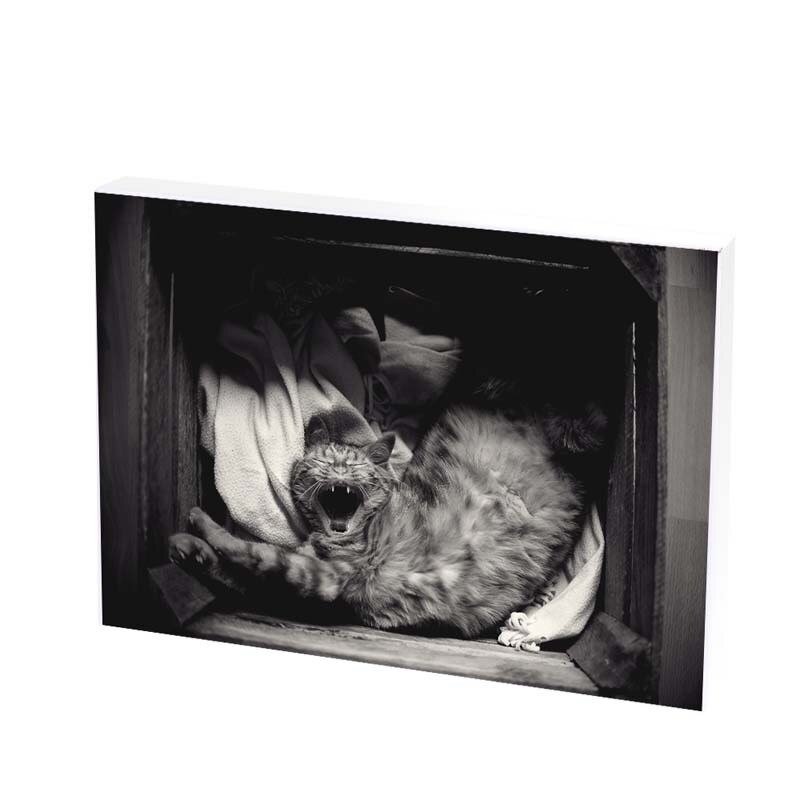 Tablou Canvas, lazy cat, 30x50 CM, D264F