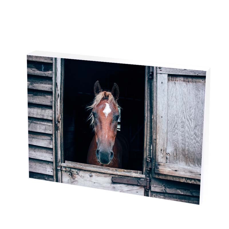 Tablou Canvas, brown horse, 25x35 CM, D274F