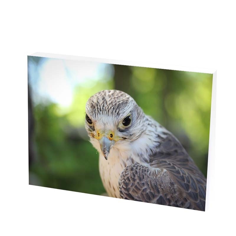 Tablou Canvas, eagle, 25x35 CM, D252F