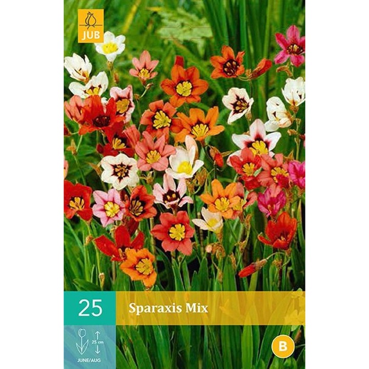 Bulbi, Sparaxis Mix, Jub Holland, 25 buc