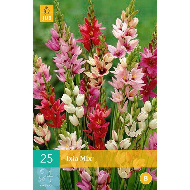 Bulbi, Ixia Mix, Jub Holland, 25 buc