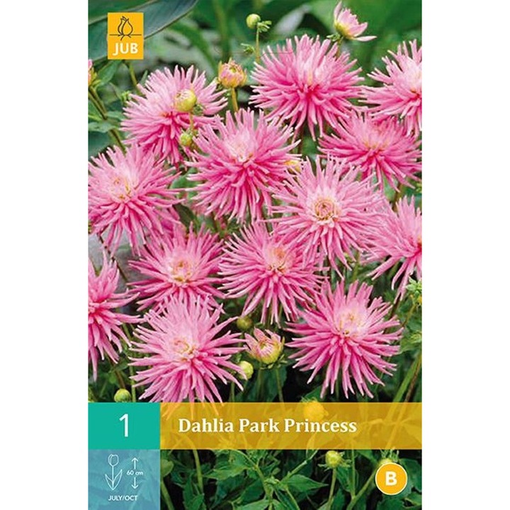 Гергина JUP Mignon Park Princess, Произход Холандия, 1 Броя