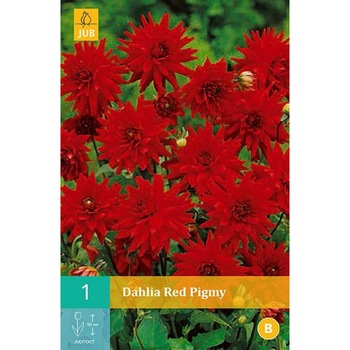 Bulbi Dalii pitice Red Pigmy, Holland, 1 buc Bulbi Dalii pitice Red Pigmy, Holland, 1 buc