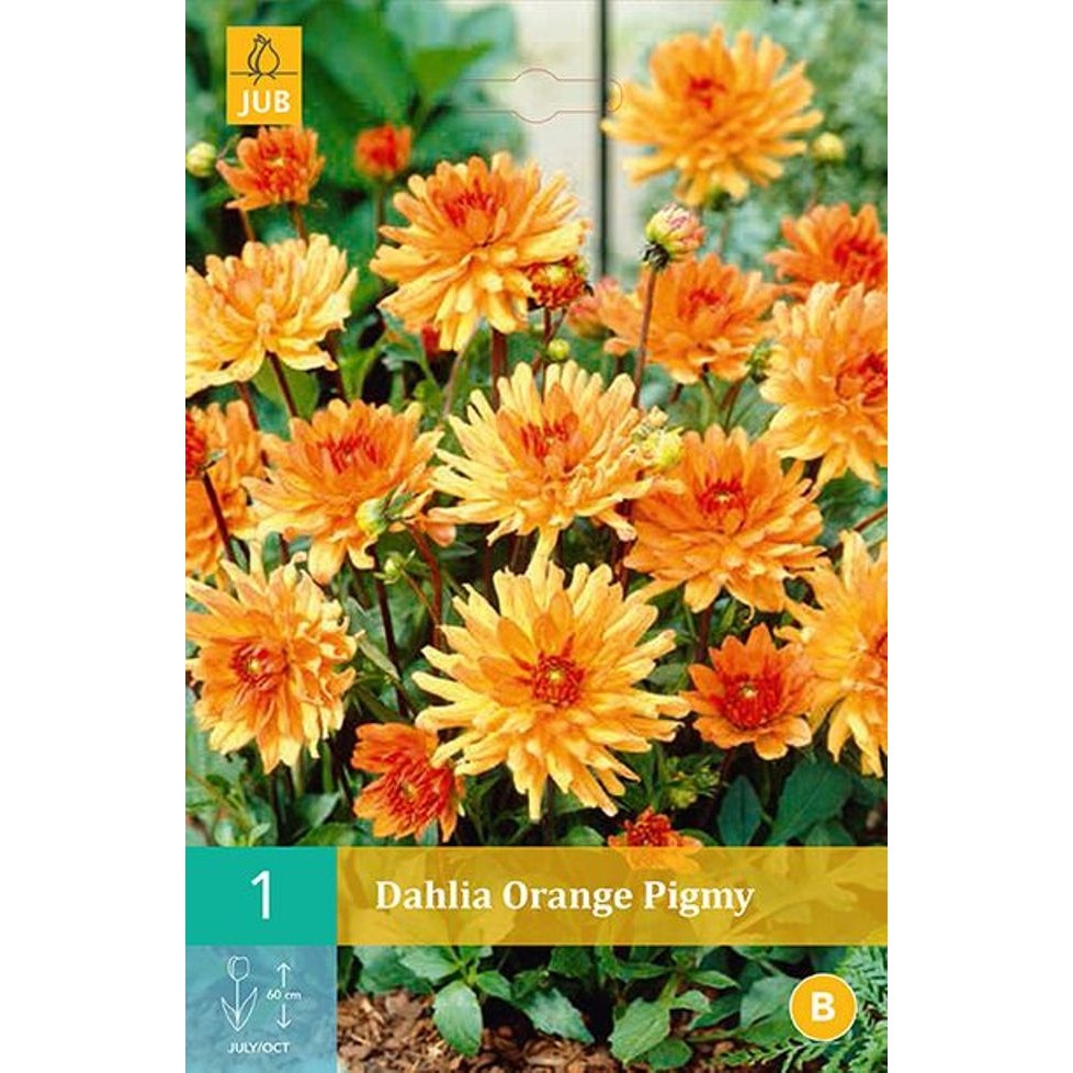 Bulbi Dalii pitice Orange Pigmy, Holland, 1 buc