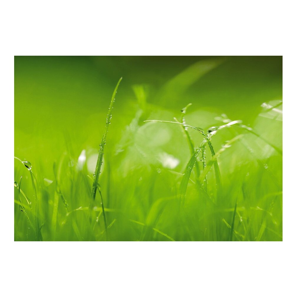 Fototapet natura Komar 8-886, Green Grass 254 x 368 cm