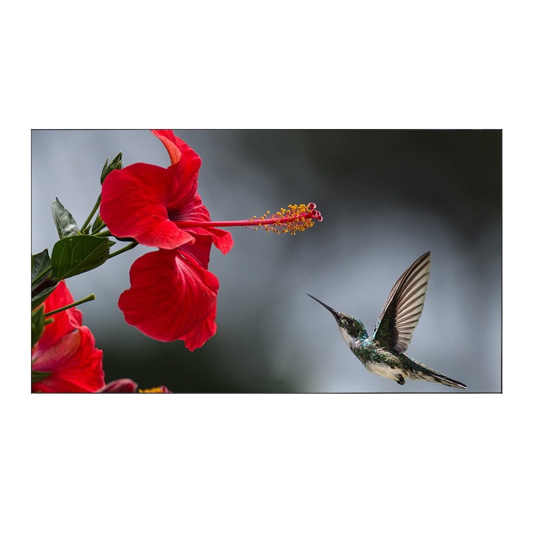 Ecran proiectie fix perete, EliteScreens ALR dedicat pentru UST AEON AR100H2-CLR, marime vizibila 221,8 cm x 124,9 cm