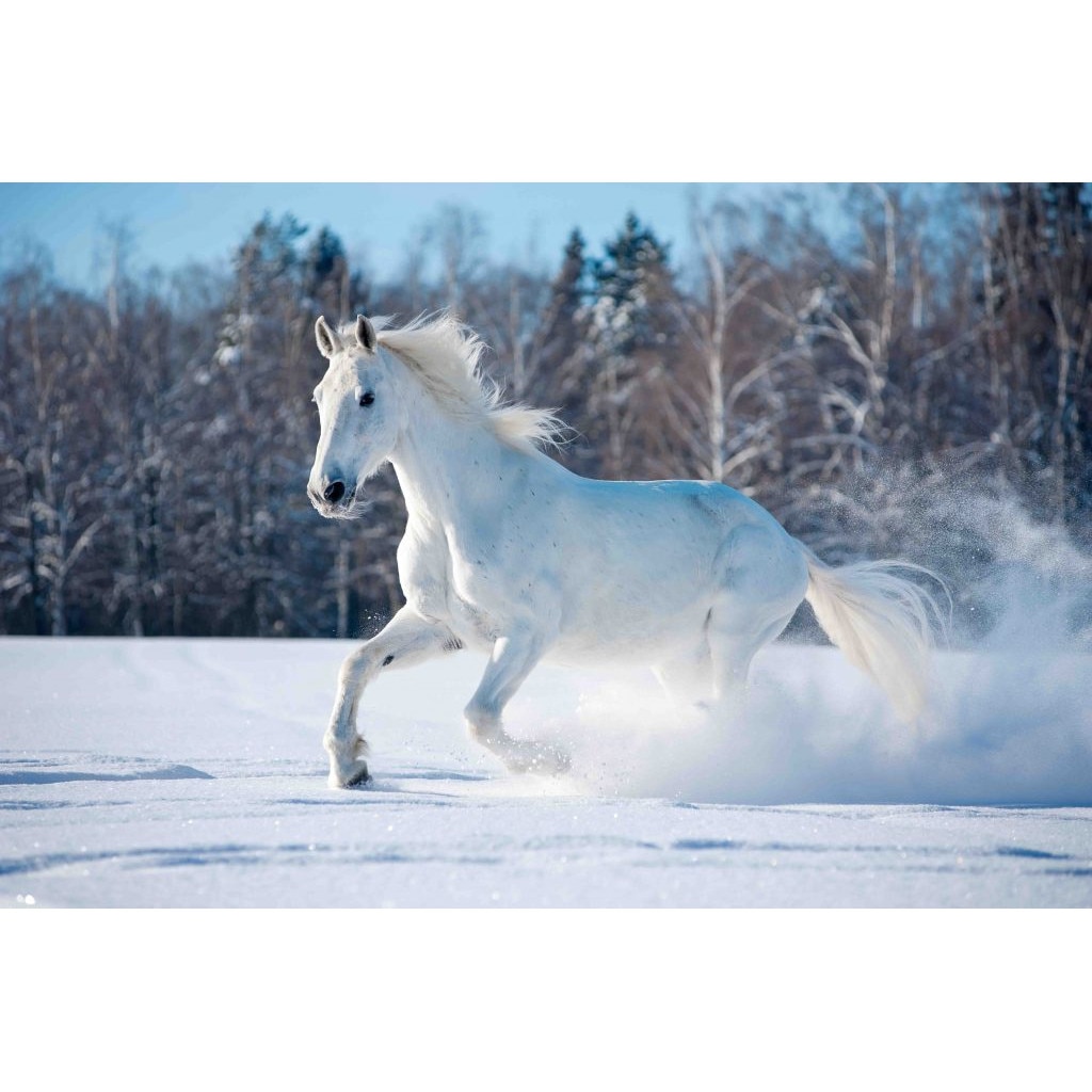 Tablou canvas Cal in zapada (75 x 50 cm)