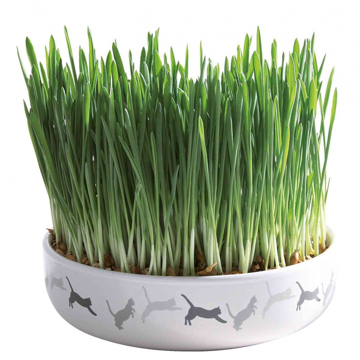 Iarba Trixie in bol de ceramica 15 × 4 cm/50 g pentru pisici 42341