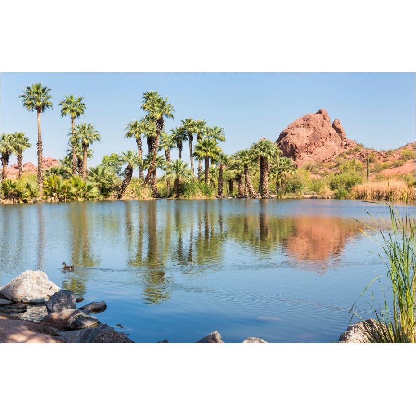 Fototapet Oaza cu palmieri (380 x 255 cm)