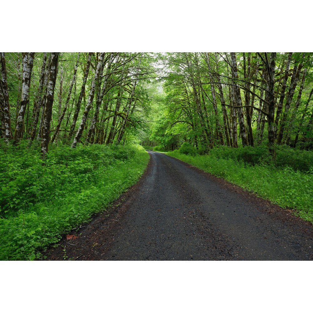 Fototapet Padure infrunzita 300 x 200 cm