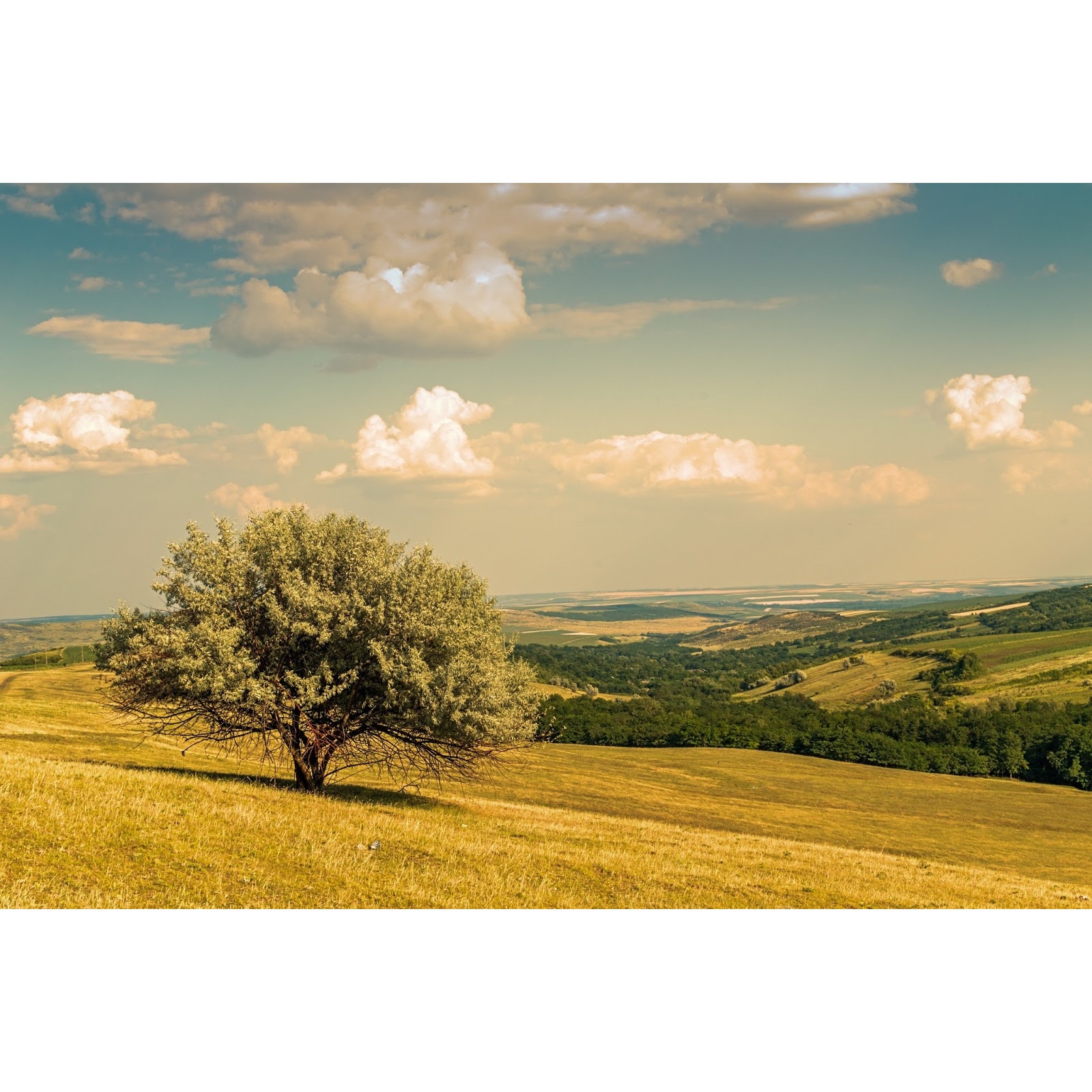 Tablou canvas Copac singuratic (60 x 40 cm)