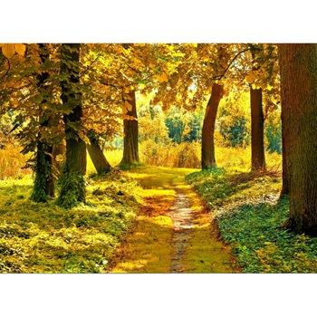 Fototapet Toamna in padure (270 x 255 cm) Fototapet Toamna in padure (270 x 255 cm)