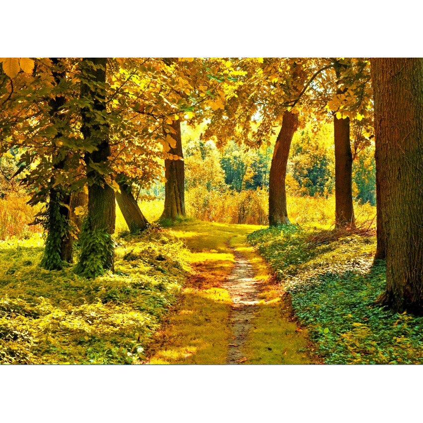 Tablou canvas Toamna in padure (60 x 40 cm)