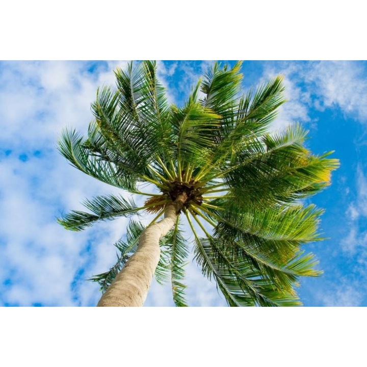 Fototapet Palmier sub cer 300 x 200 cm