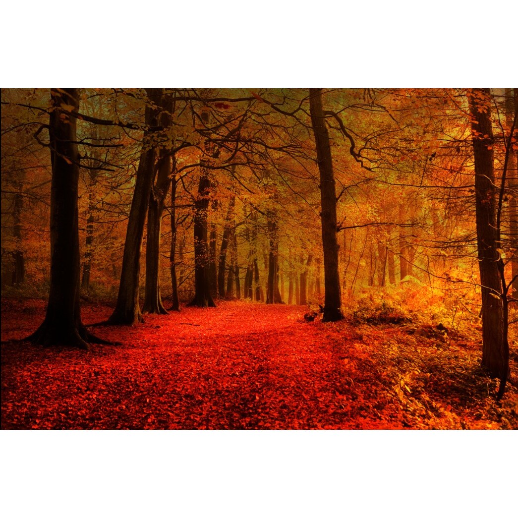 Fototapet de perete autoadeziv si lavabil Covorul rosu din padure 200 x 135 cm