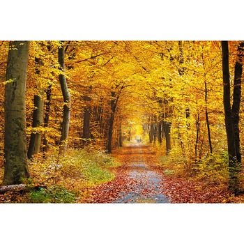 Fototapet Galben de toamna 300 x 200 cm Fototapet Galben de toamna 300 x 200 cm