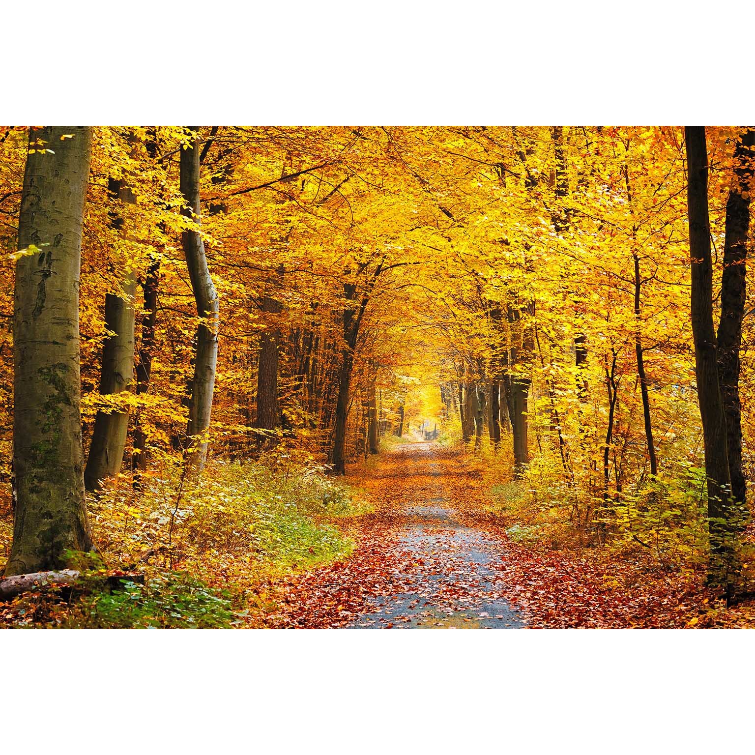 Tablou canvas Galben de toamna (60 x 40 cm)