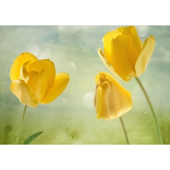 Tablou canvas Lalele galbene (105 x 70 cm) Tablou canvas Lalele galbene (105 x 70 cm)