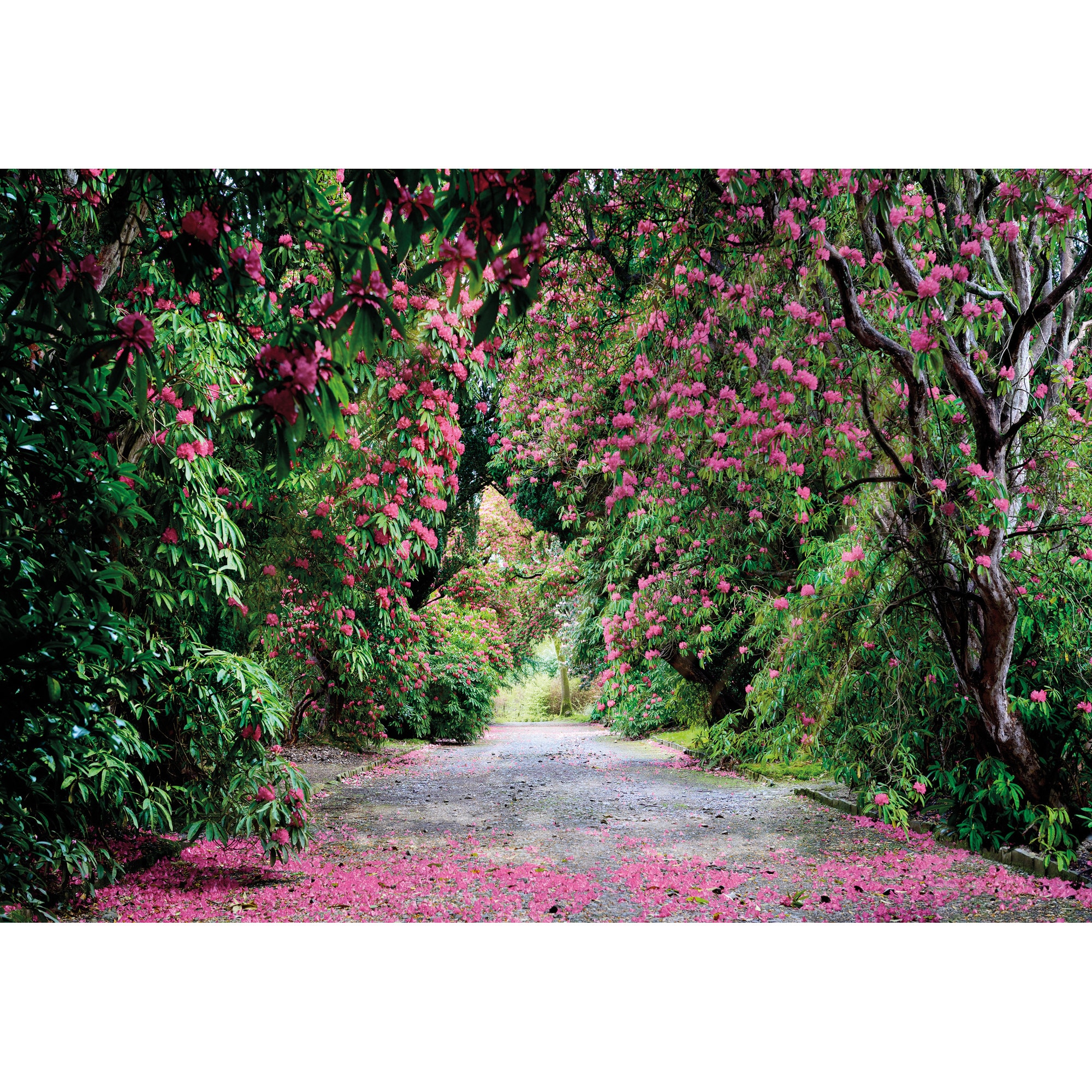 Fototapet peisagistic Wicklow Park Komar 8-985 Verde/Roz 368 X 254cm ( LxI )