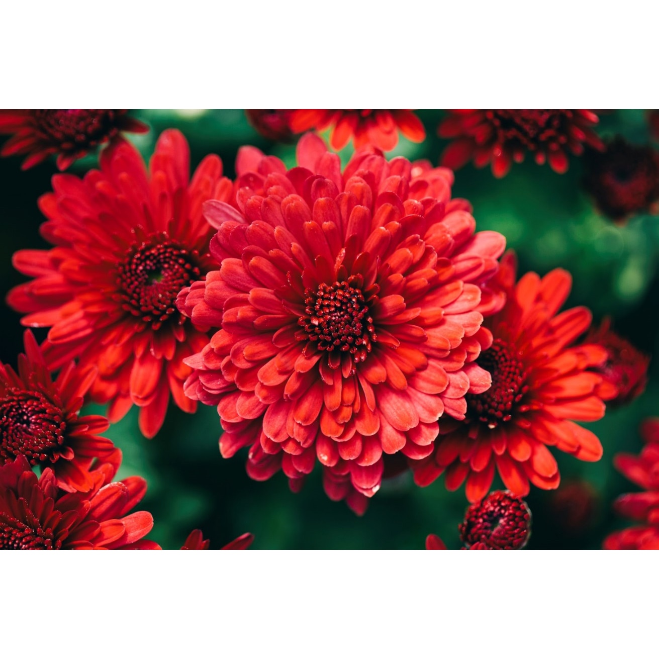 Tablou canvas Red flowers, 105 x 70 cm