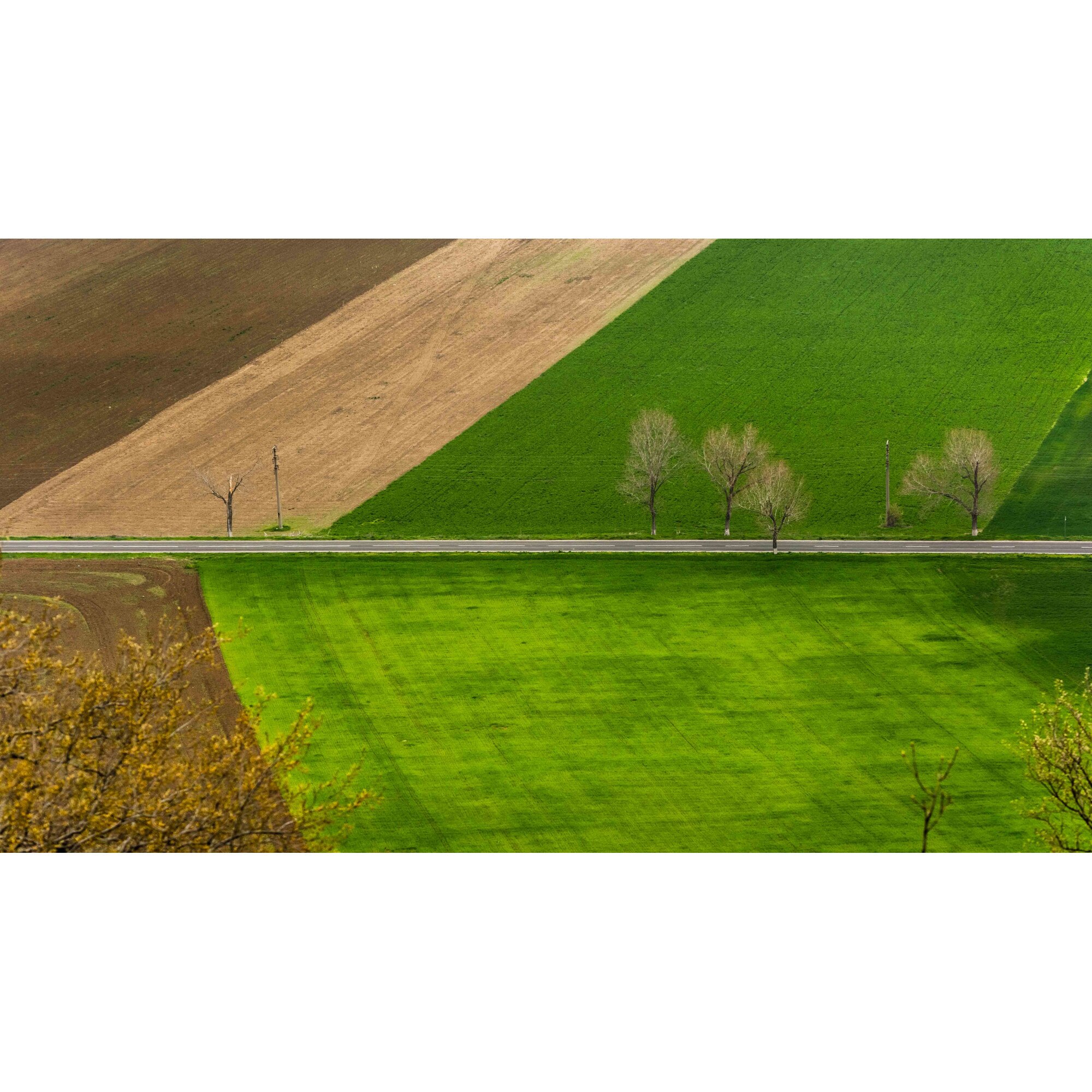 Tablou canvas Verde crud, 60 x 40 cm