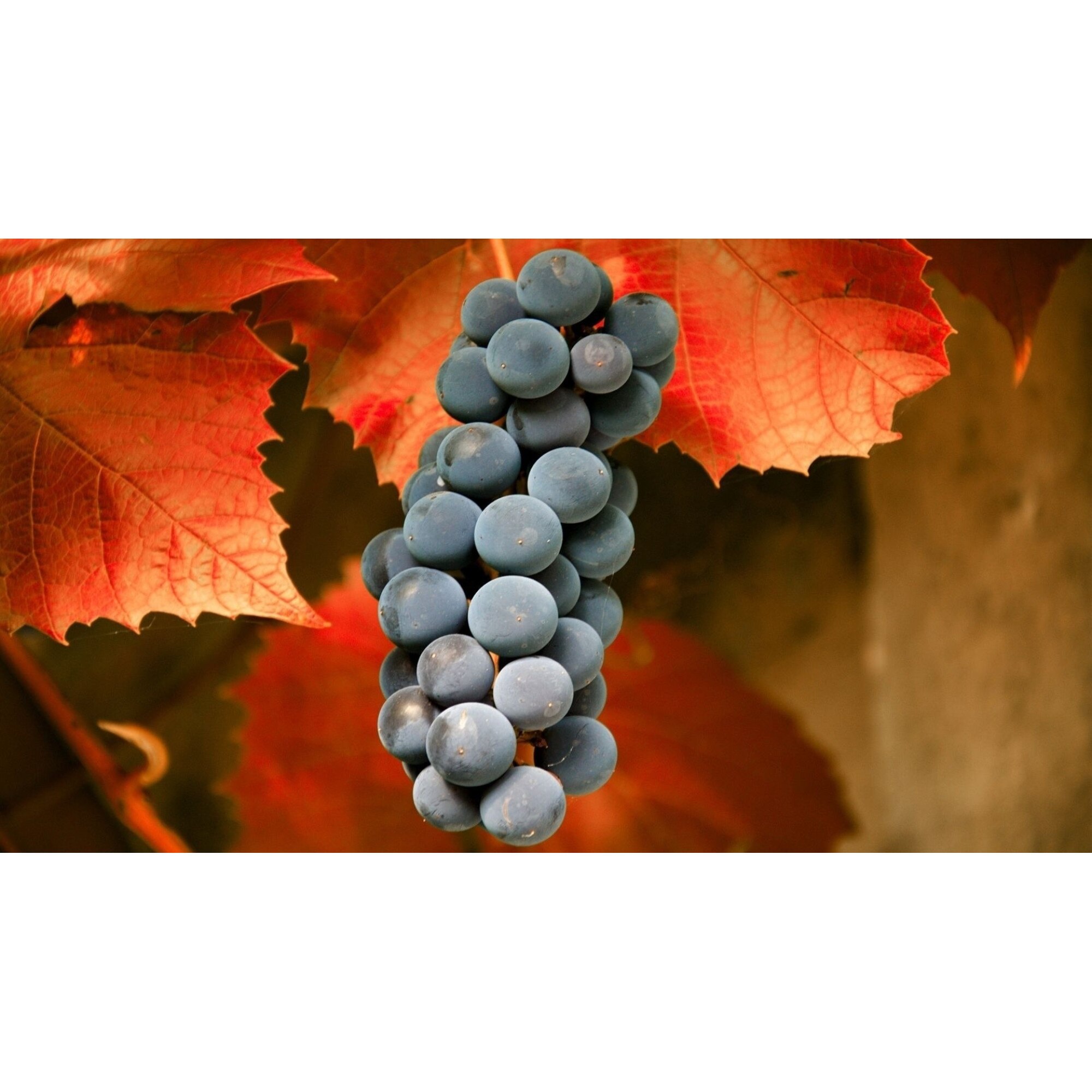 Tablou canvas Ciorchine, 105 x 70 cm